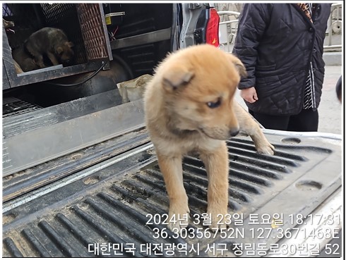 대전동물보호센터_430366202400082